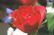 /gitea/luanti-org/irrlicht-archive/raw/commit/80ce85ecc2d9115a49a172f93183620fe7cfabaa/source/Irrlicht/jpeglib/testimg.bmp