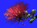 /gitea/luanti-org/irrlicht-archive/raw/commit/e184e4aedb51a48c8748285feccf787bff6ae9bf/tests/media/Direct3D%209.0-draw2DImagePNG.png