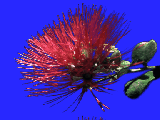 /gitea/luanti-org/irrlicht-archive/raw/commit/e184e4aedb51a48c8748285feccf787bff6ae9bf/tests/media/OpenGL-draw2DImagePNG.png